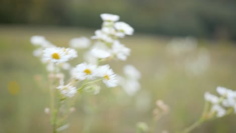 Static-shot-of-grass-field-filled-with-blooming-daisy-flowers-during-windy-autumn-evening,-shot-in-4k