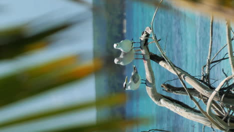 looking though palm fronds at seagulls perched on driftwood on a tropical beach - vertical video