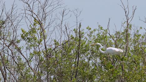 Der-Silberreiher-Ardea-Alba,-Thailand,-Thront-Auf-Mangroven-Und-Balanciert-Vor-Einem-Starken-Wind,-Der-Weht,-Während-Die-Kamera-Herauszoomt