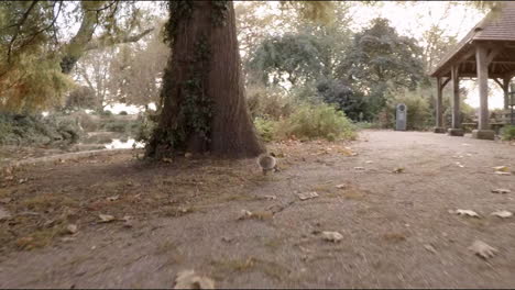 Squirrel-running-away-from-the-street-to-a-tree