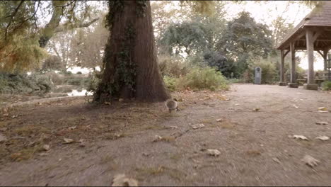 Eichhörnchen-Rennt-Von-Der-Straße-Zu-Einem-Baum