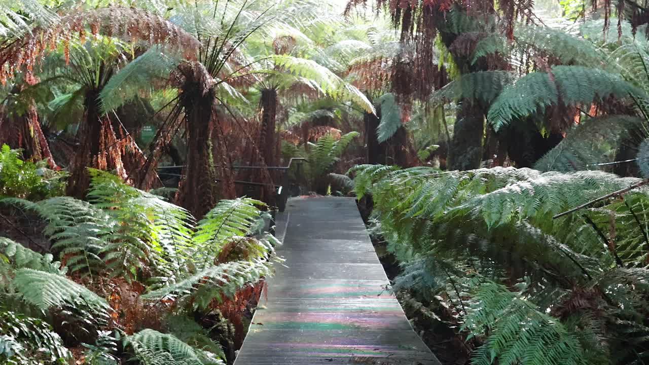 un paseo panorámico a través de la exuberante vegetación de la selva tropical