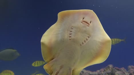 the underbelly of a stingray common to thailand and southeast asia