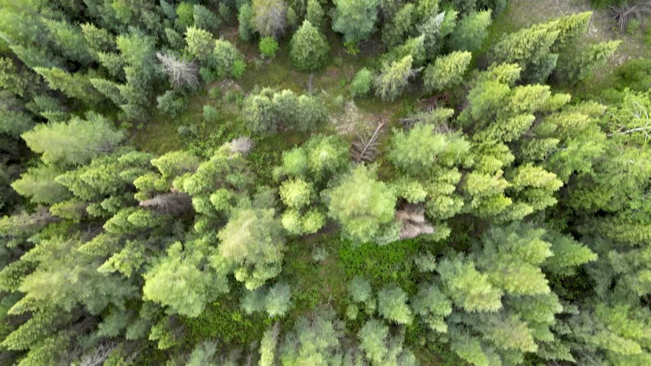 Drone looking straight down at an evergreen forest composed of many shades of green.