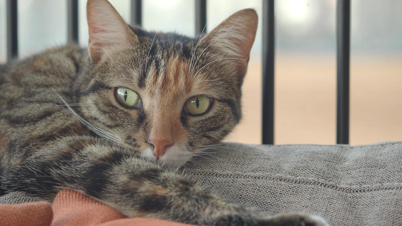 Close-up of a Tabby Cat with Green Eyes Lying Down