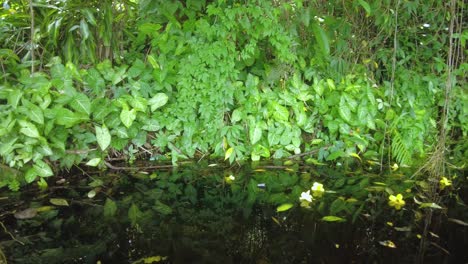 fondo relajante de hojas tropicales en el agua