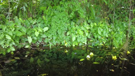 relaxing background of tropical leaf on the water