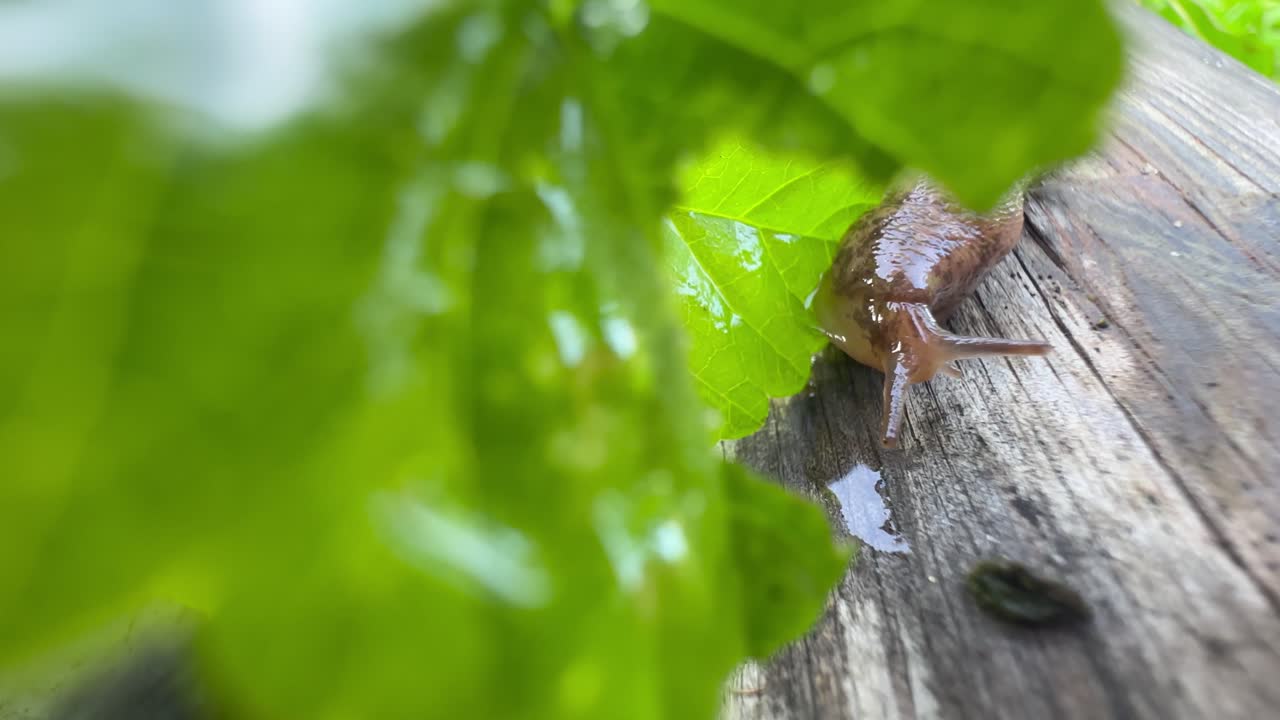 Leopard slug (Limax maximus) moving slowly on a piece of log. Estonia