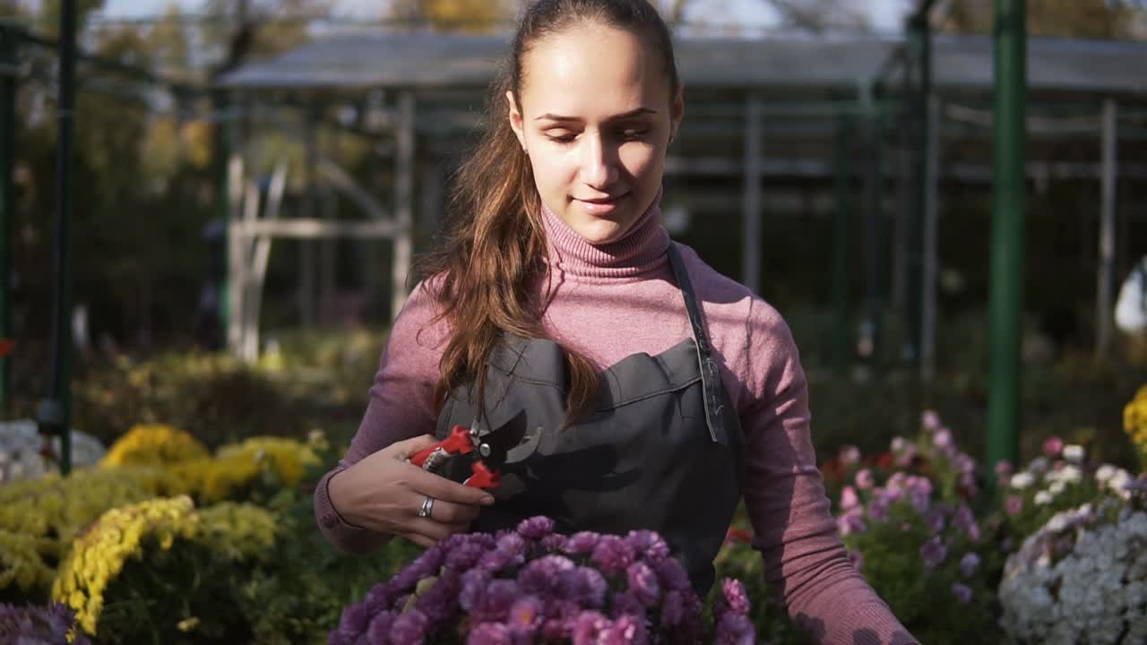 Young smiling female florist in apron examining and cutting dry flowers using garden pruner from chrysanthemum standing on the shelf in greenhouse. Young woman checks a pot of chrysanthemum