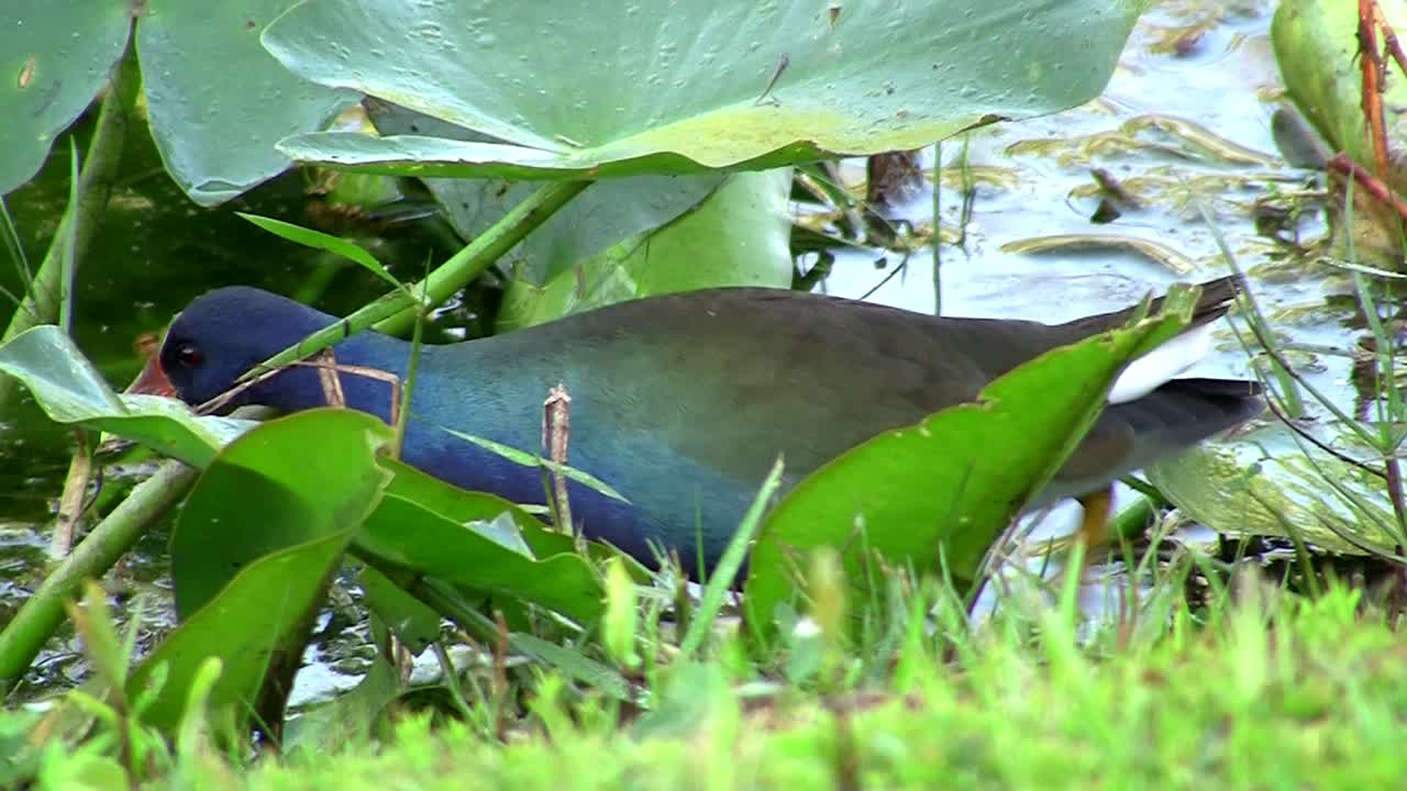 플로리다 에버글레이즈에서 릴리 패드를 먹는 보라색 갈리눌레