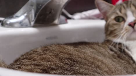 lazy cute fatty upset tabby cat resting in bathroom sink close up headshot panning from left to right