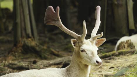 close-up of a european albino fallow deer resting in a forest preserve