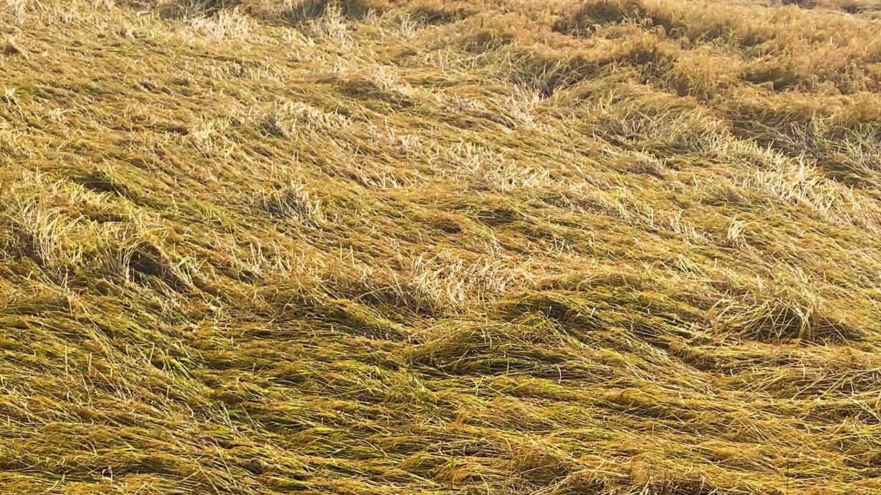 Storm-flattened ripe paddy field revealed in slow rightward pan.