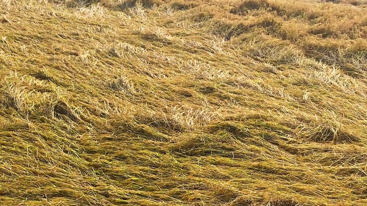 Storm-flattened ripe paddy field revealed in slow rightward pan.