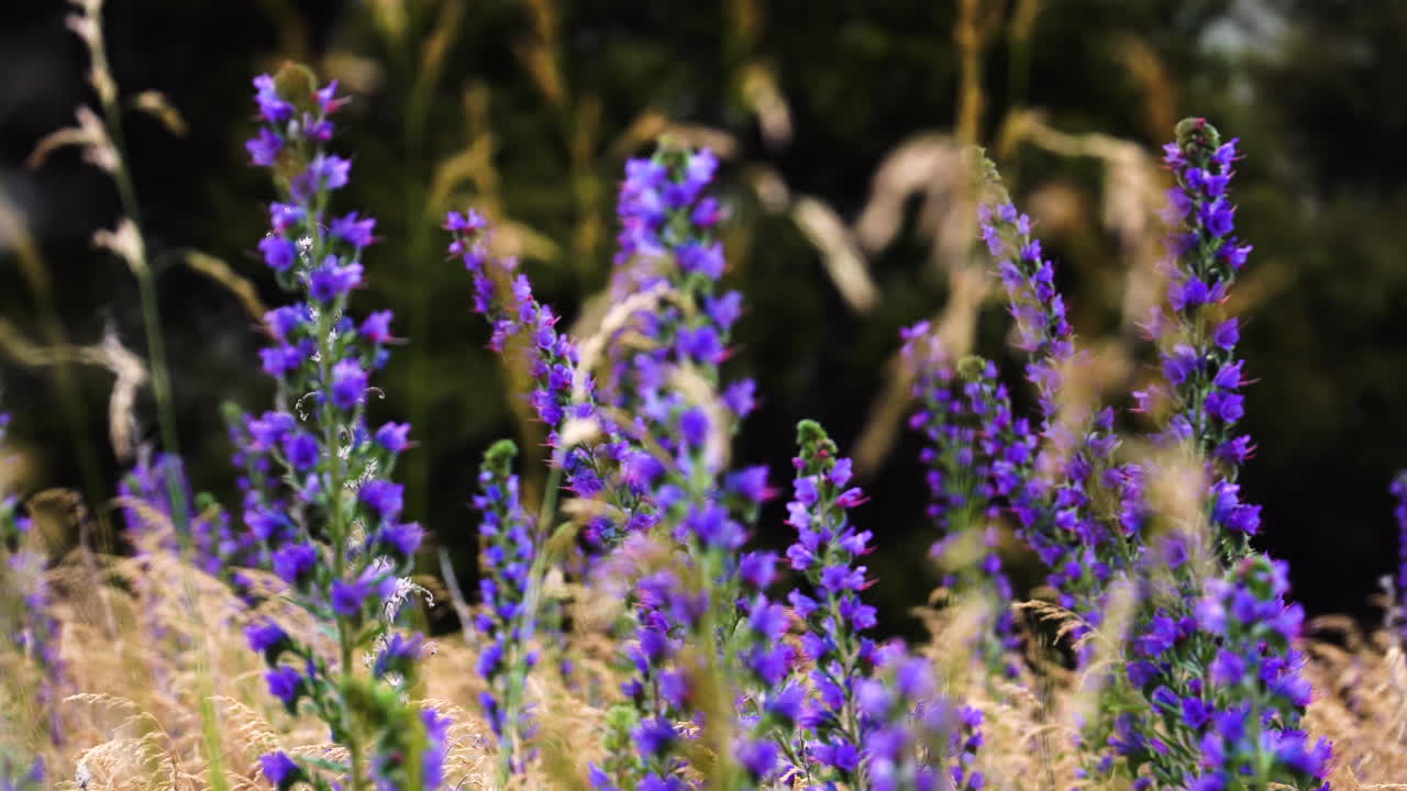 초원 풍경 옴 바람이 부는 날에 자라는 야생 다채로운 라벤더 꽃