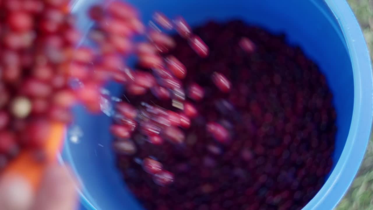 Close up view of a farmer washing coffee cherries and pouring them into a blue container
