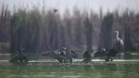 flock of great cormorants in water pond in morning