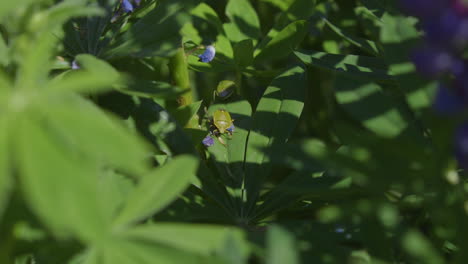 Invasive,-non-native-stinkbugs-on-leaves-in-Pacific-Northwest-backyard