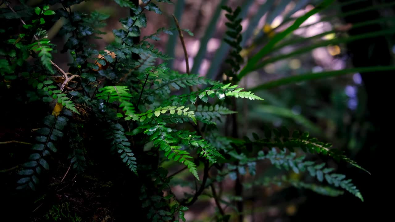 Felci verdi nell'ambiente selvaggio delle foreste della Nuova Zelanda che si muovono dolcemente in una leggera brezza ventosa.