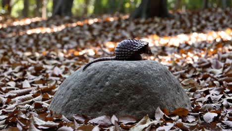 a pangolin rests on a rock surrounded by autumn leaves in a forest