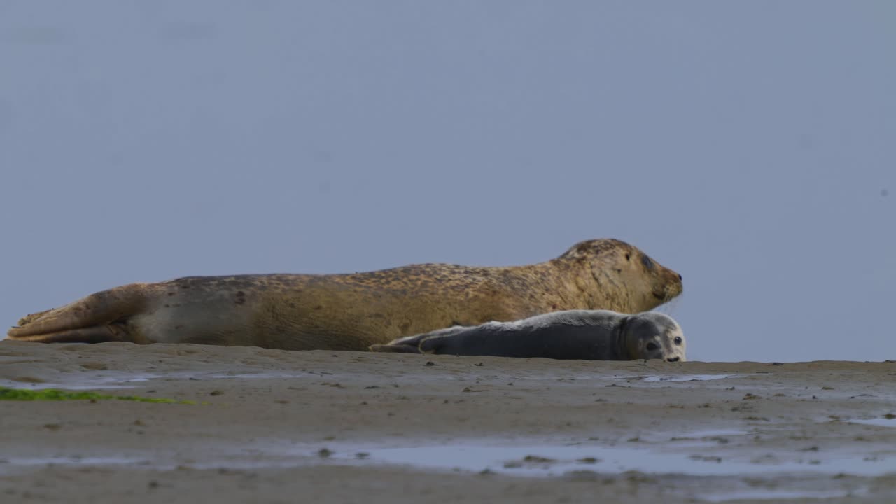 텍셀 와든 섬의 모래톱에서 쉬고 있는 아기 바다표범을 보고 움직이는 엄마 바다표범