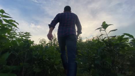 Inspirational-low-angle-view-of-man-walking-through-vegetation,-ecology-concept