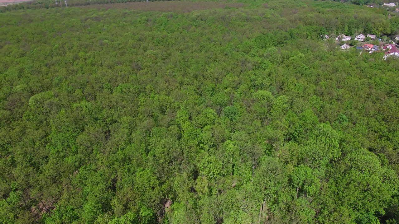 Large massif of green trees forest on sunny summer daytime. Rural area, industrial zone and beautiful river at backdrop.