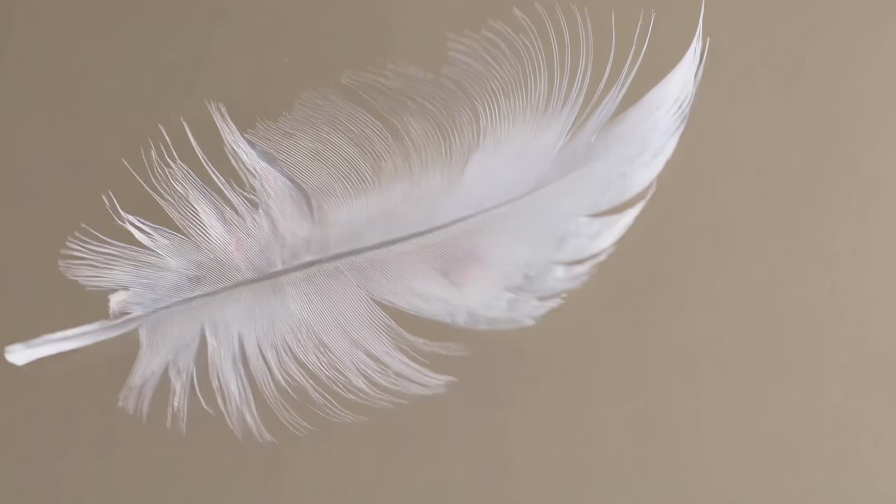 Close-up video of a white feather floating against a beige background, captured from a side angle