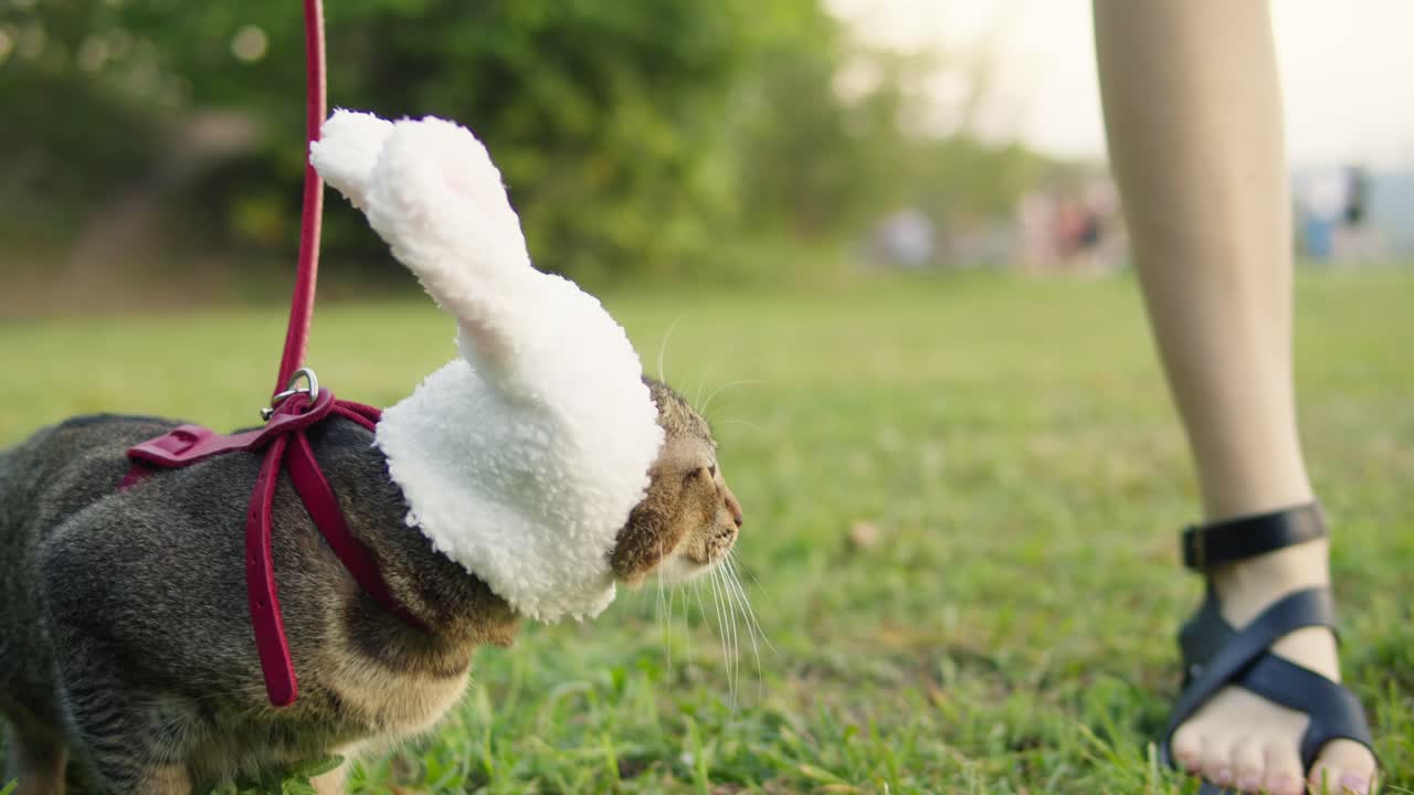 Small pretty cat in funny halloween bunny hat sitting on young woman owner in the park . Close-up of kitty on green grass. Nature