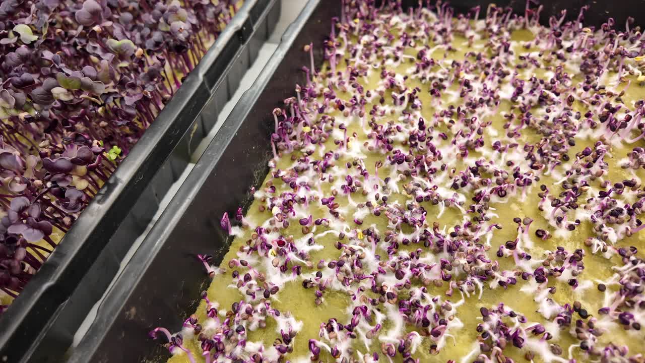 Indoor eco-farm where plants and flowers thrive