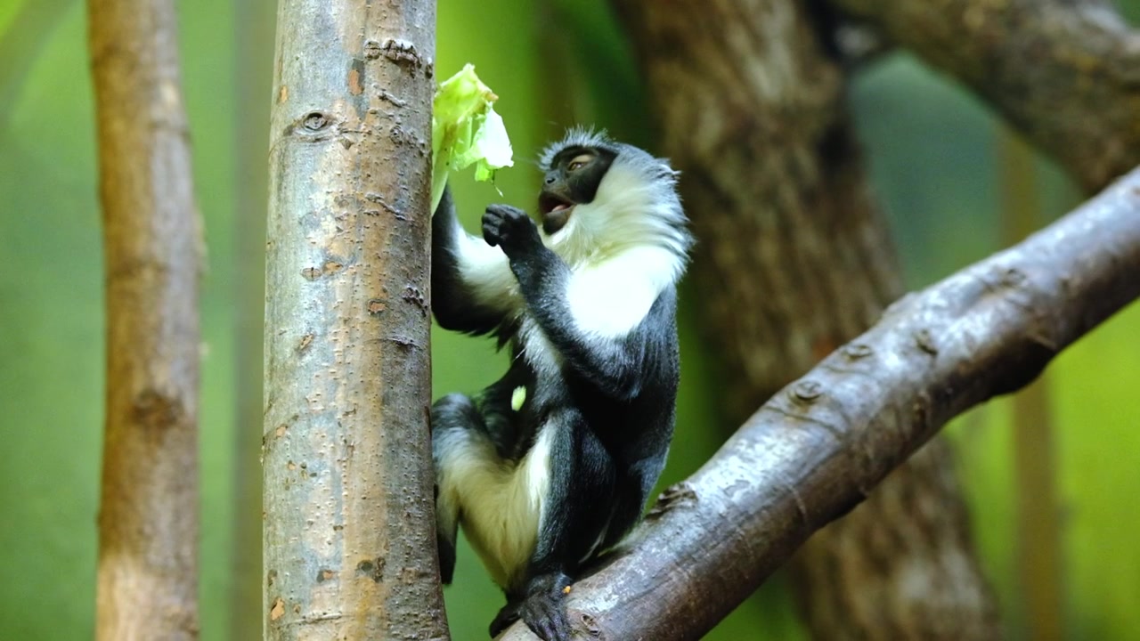 Una piccola specie di scimmia che mangia lattuga in uno zoo