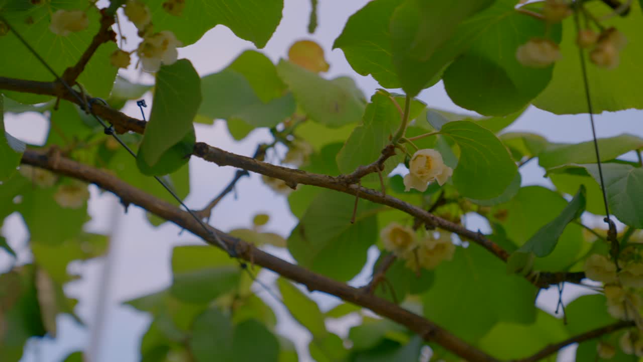 Ape al rallentatore che raccoglie il polline da un fiore bianco alla luce del sole