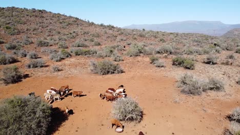 ganado de granja karoo alimentado para ayudar a la dieta durante la sequía fuera de graaff-reinet