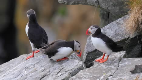 Atlantic-puffin-(Fratercula-arctica),-on-the-rock-on-the-island-of-Runde-(Norway).