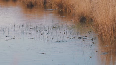 Cañas-Secas-Doradas-Crecen-En-La-Orilla-Del-Río-Con-Un-Ejército-De-Ranas-Nadando-En-El-Pantano-En-Temporada-De-Apareamiento