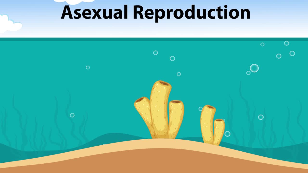 스폰지의 무성 및 성적 번식의 일러스트레이션