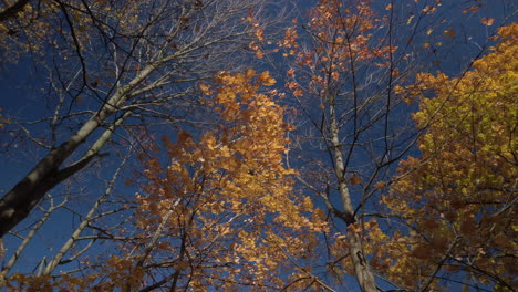 Low angle exterior shot looking upwards to windy autumn tree canopy set against a clear blue sky