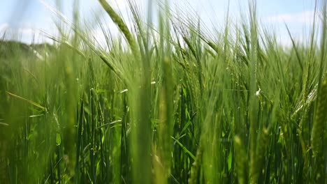 Close-up-slow-motion-through-a-green-wheat-field-moving-in-the-wind