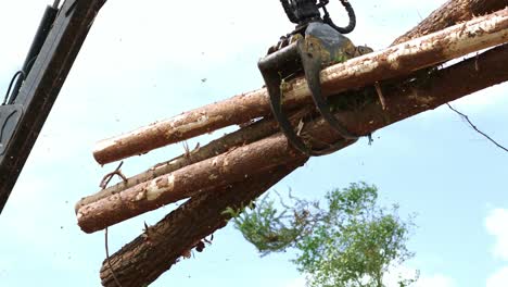 work at wood processing factory. pine tree log felled by logging timber industry