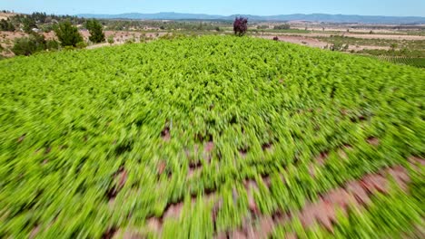 recorrido inmersivo en fpv entre las vides de un viñedo, efecto borroso y caminos de tierra con un horizonte claro en el valle de maule, chile