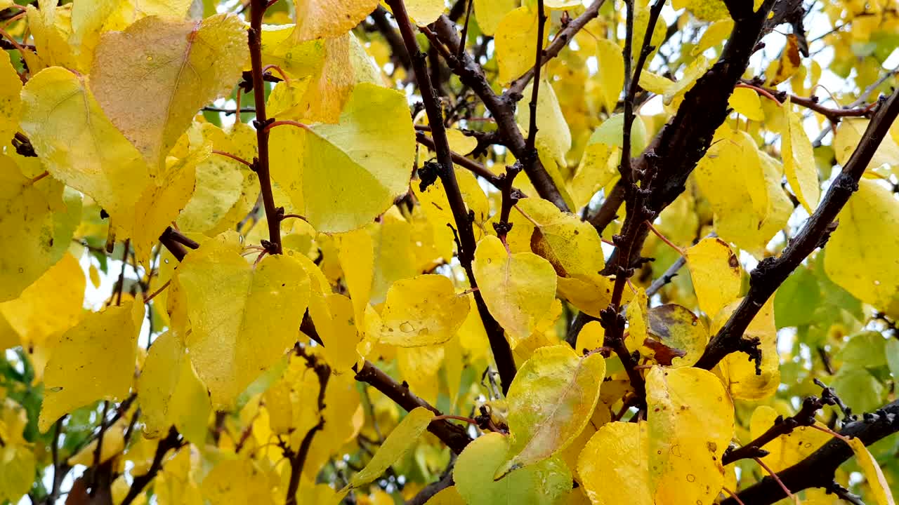 los bosques coloridos del otoño, las gotas de lluvia.