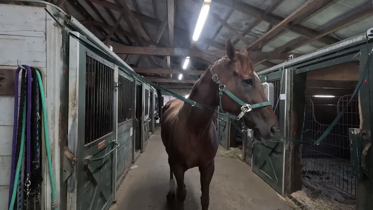 A beautiful brown horse in a vintage wooden stable looking side to side. Filmed in slow motion