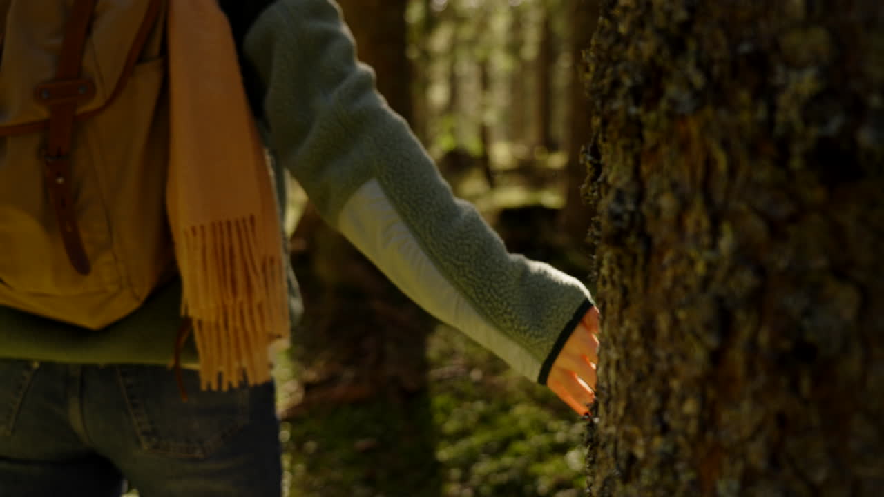 Person touching a tree in a forest