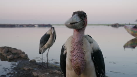 close up of marabou stork standing on the banks of lake at sunrise in awassa, ethiopia