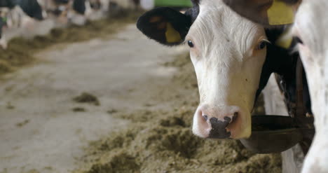 granero moderno con vacas lecheras comiendo vacas de heno alimentándose en la granja lechera 3