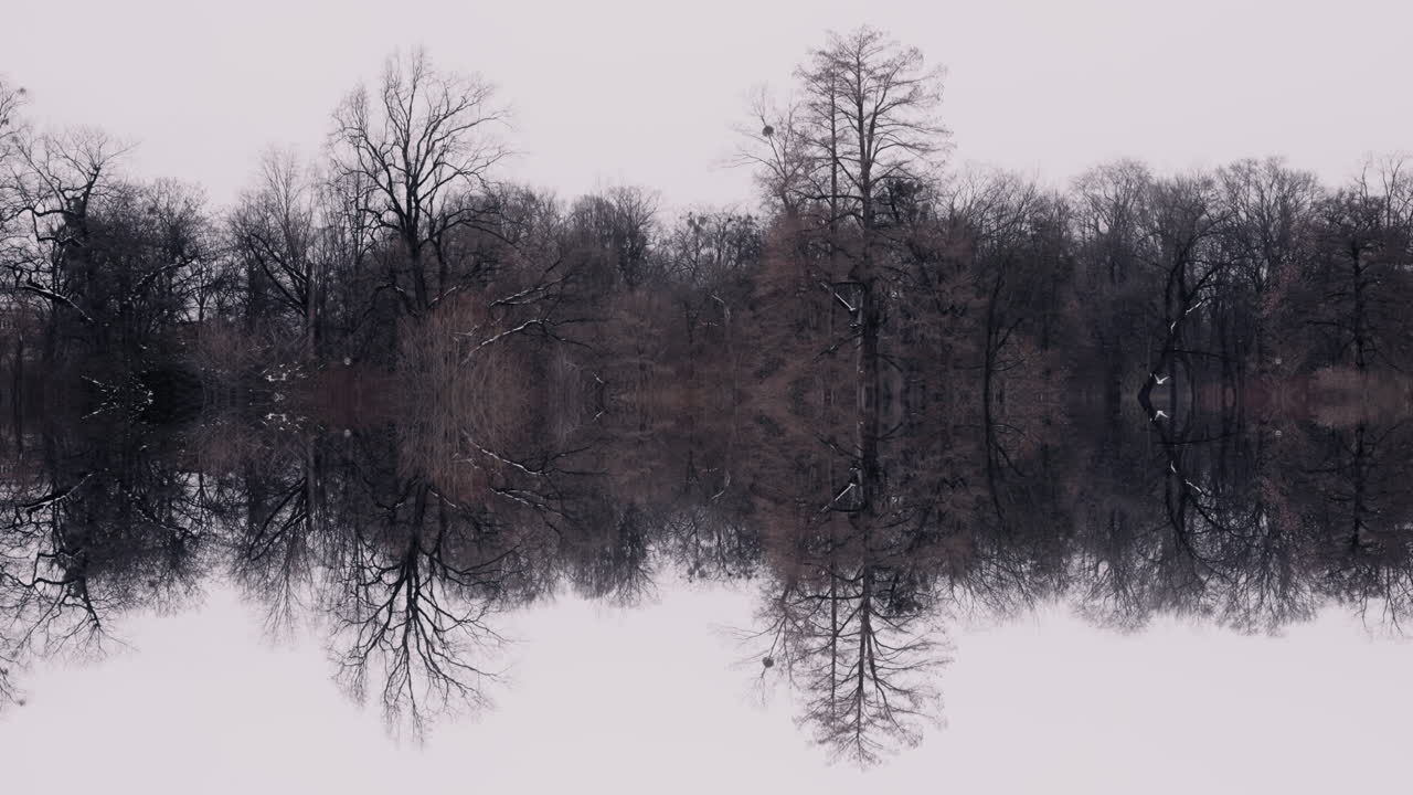 Winter Forest Reflection on a Calm Lake
