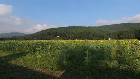 Weit-Offener-Blick-Auf-Das-Sonnenblumenfeld-An-Hellen-Und-Sonnigen-Tagen-Mit-Menschen,-Die-Sich-Amüsieren