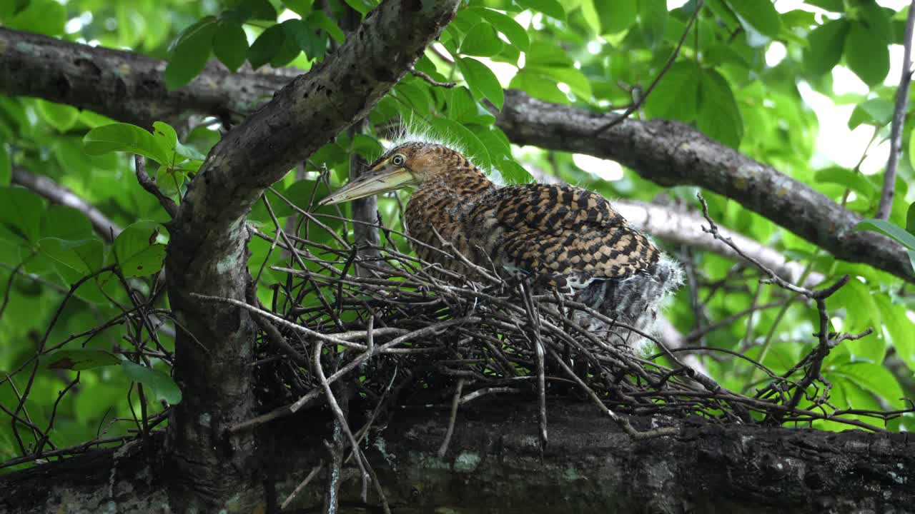 이국적인 열대 아기 벌거벗은 목구 호랑이 헤이론 새 둥지