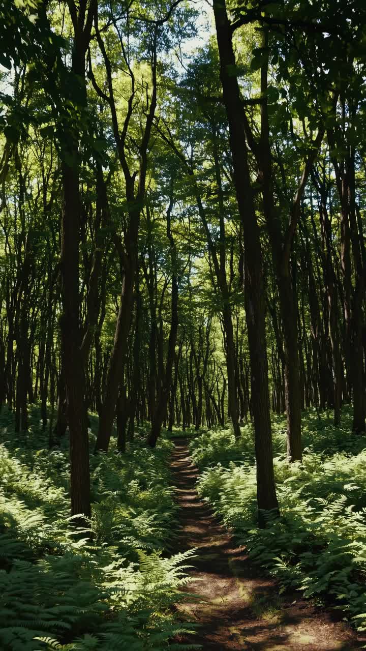 Un sereno sentiero nel bosco ripreso dal basso, che mostra alberi alti e felci rigogliose.