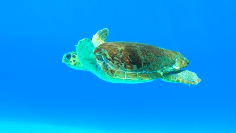 tortuga marina nadando en aguas azules bajo el agua en grecia limeni peloponeso